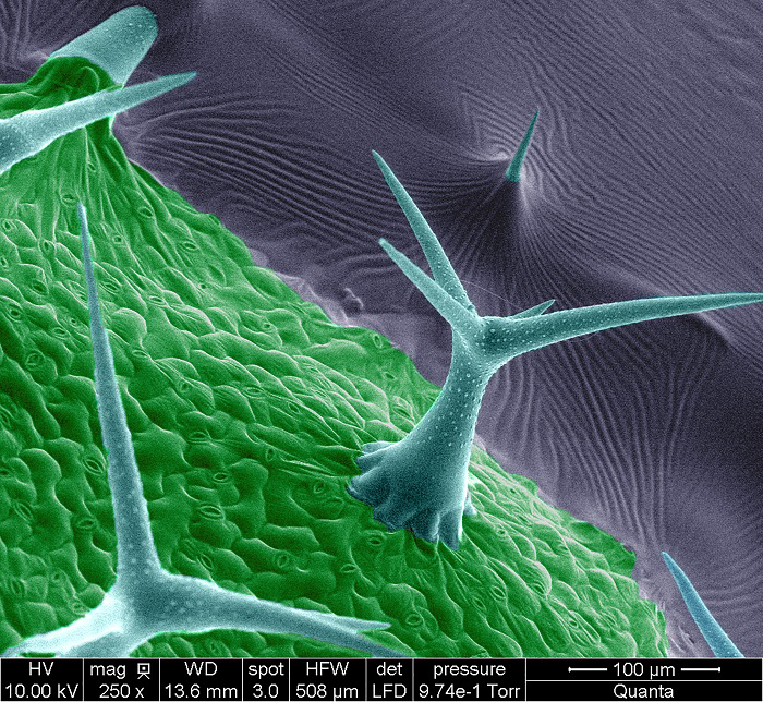 aerial organs of the Arabidopsis plant are covered with single-celled hairs called trichomes