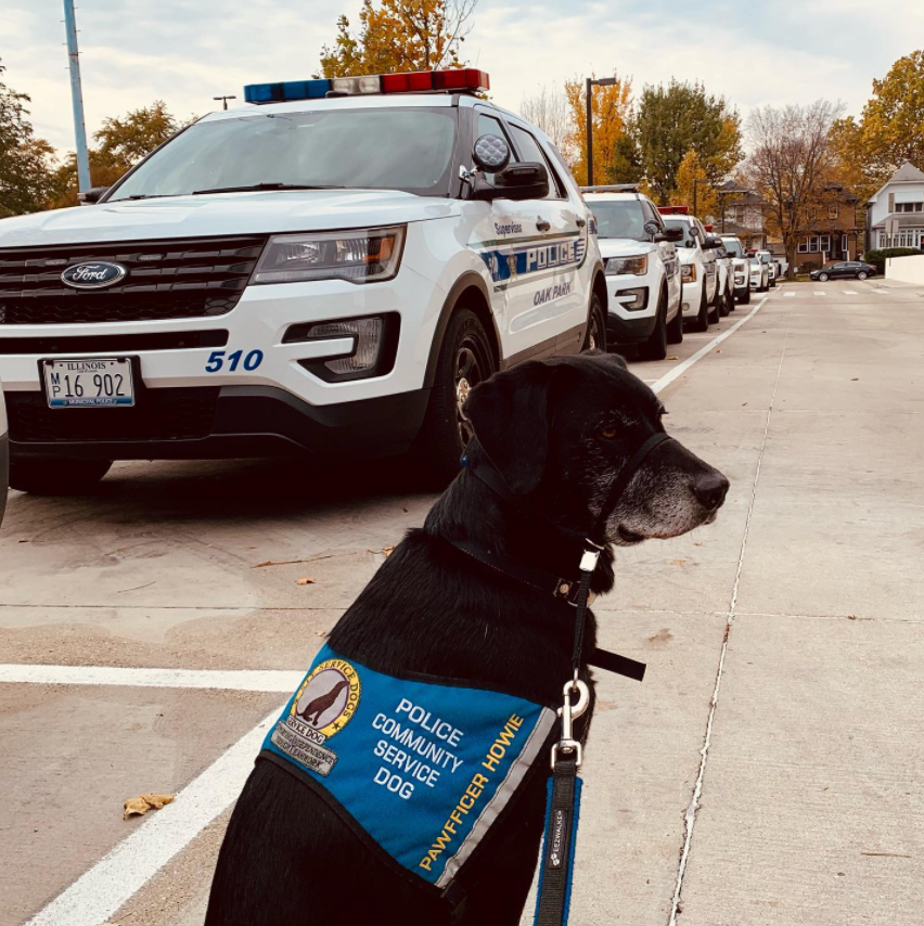 Pawfficer Howie sits and stays next to a line of Oak Park squad cars