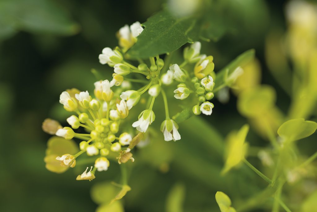 Close-up image of a pennycress plant.