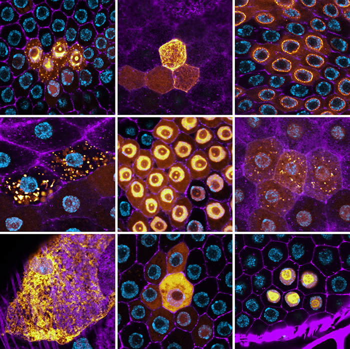 montage of images, produced with ISU's spectral confocal microscope, shows protein localizations arising from 9 different randomly tagged genes expressed in clones of cells in a Drosophila cell sheet