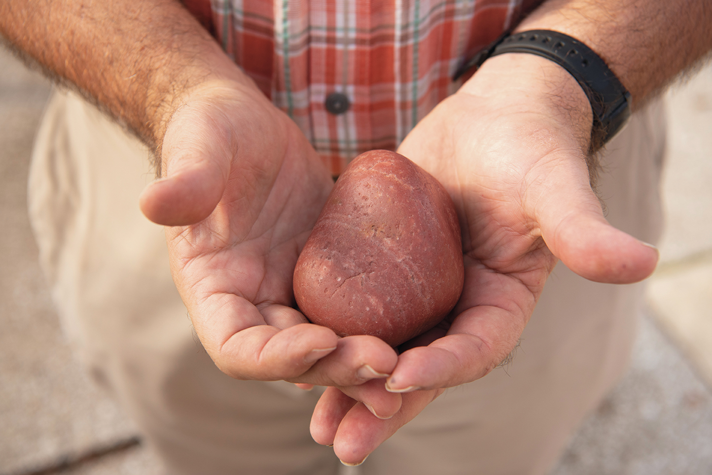 Dr. David Malone holds a gastrolith, a stone ingested by dinosaurs to help with digestion. 