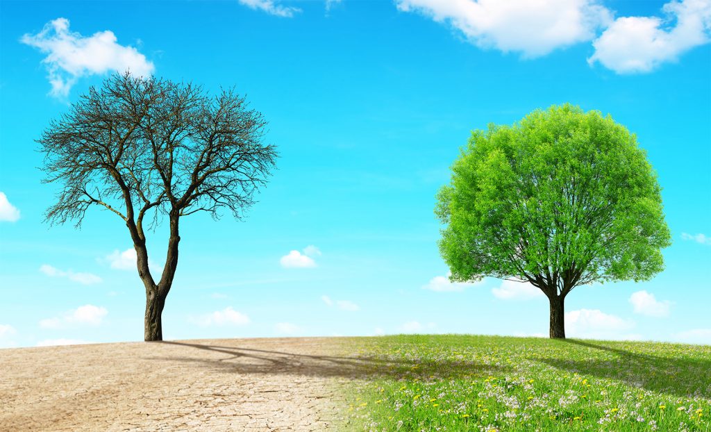 illustration of a barren tree on dry land next to a live tree on grass