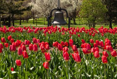 dozens of red tulips in front of a large bell