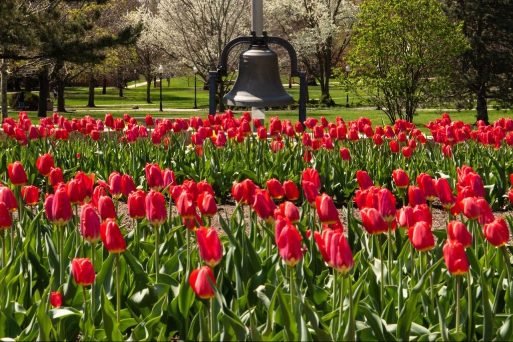 dozens of red tulips in front of a large bell