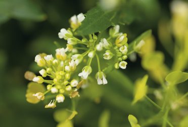 Close-up of a Pennycress plant