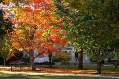 a tree on the Quad with bright orange leaves next to a tree with green leaves