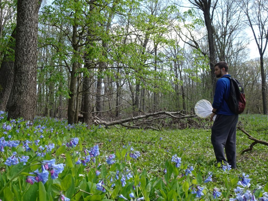 Pictured is Logan Sauers in a grassy field with a butterfly net catching samples for research.
