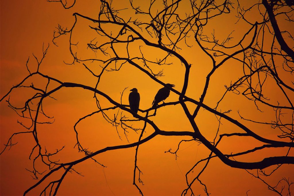 two birds standing on leafless tree branches with orange sunset background