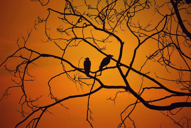 two birds standing on leafless tree branches with orange sunset background