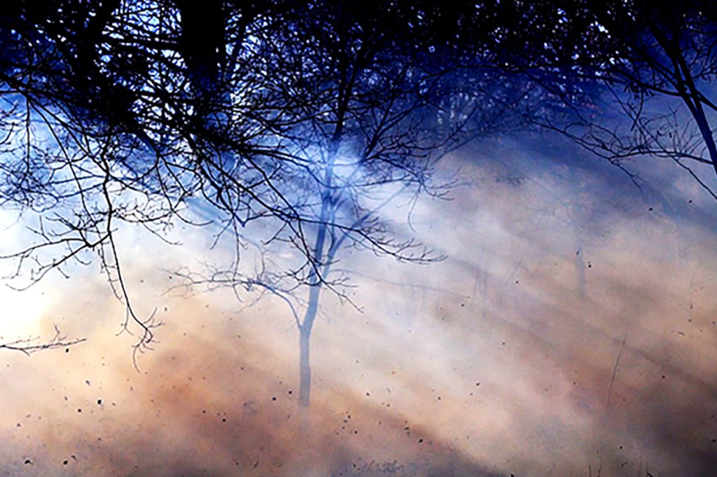 trees surrounded by smoke