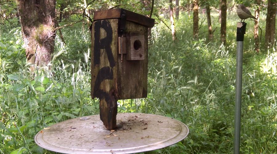 Birdhouse and 3D model house wren in field research