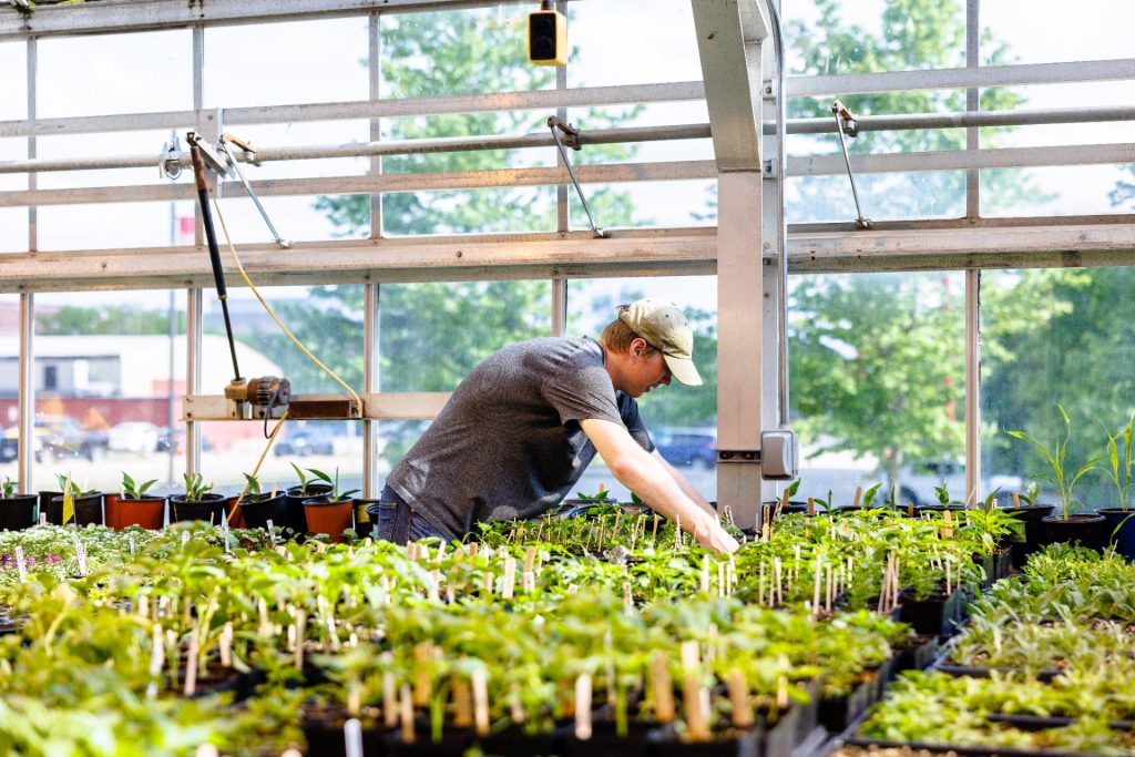 A student leans over dozens of plants, checking their soil, in a greenhouse.