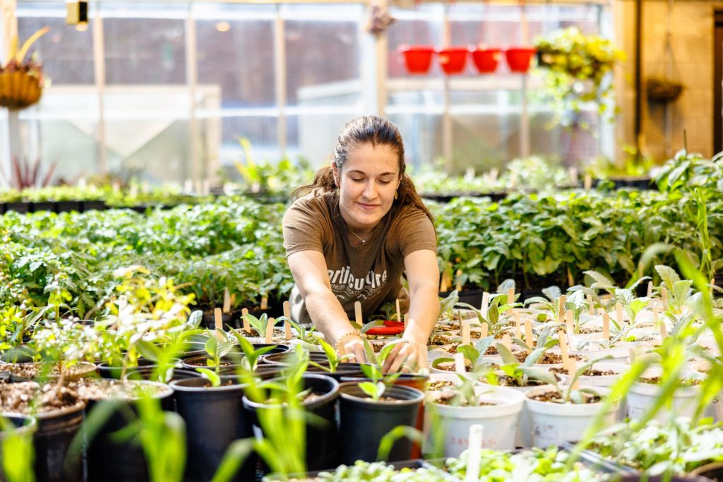 A student leans over dozens of plants, checking their soil, in a greenhouse.