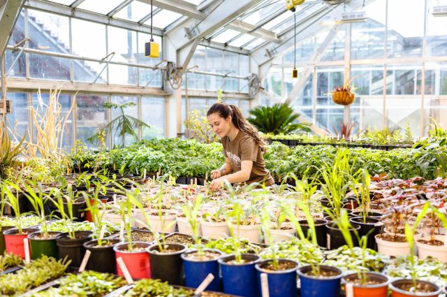 A student, standing in a greenhouse surrounded by plants, tends to a plant.