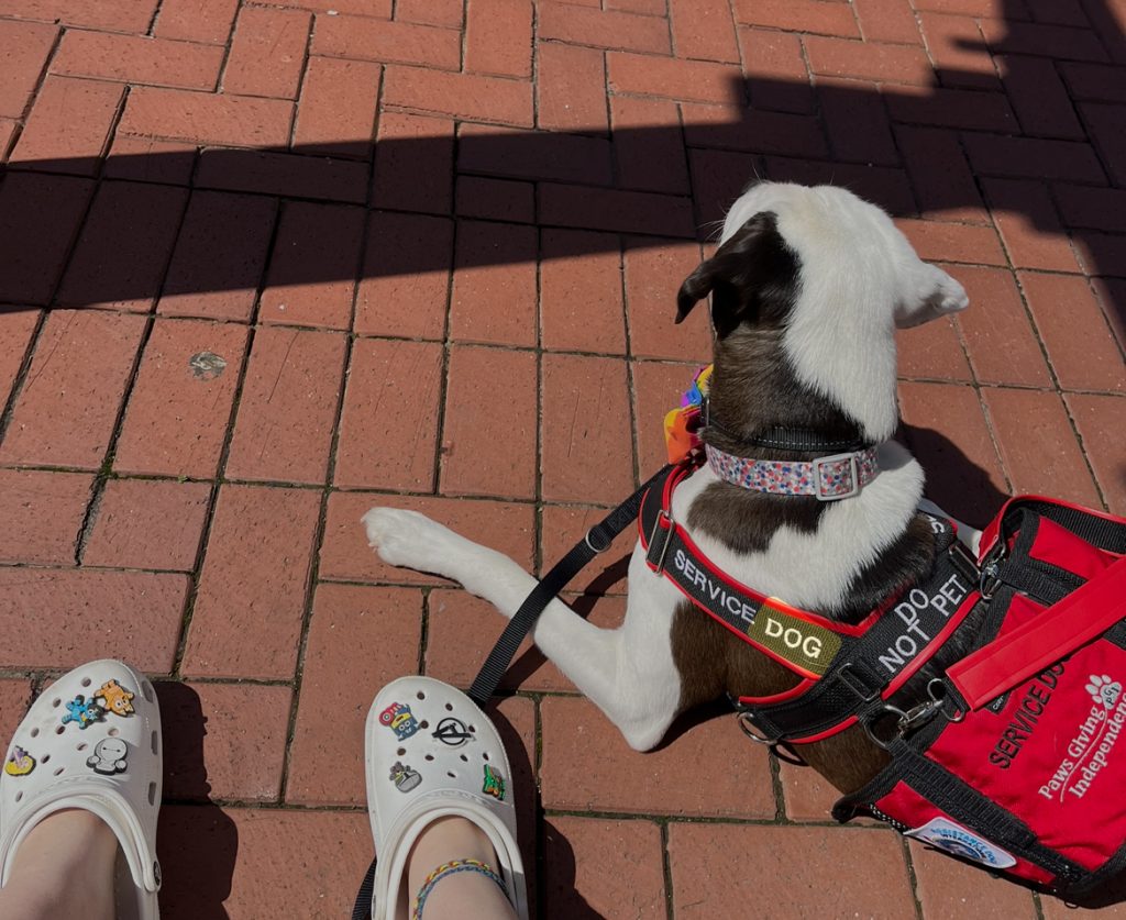 dog sitting at feet of owner and wearing a harness that describes him as a service dog