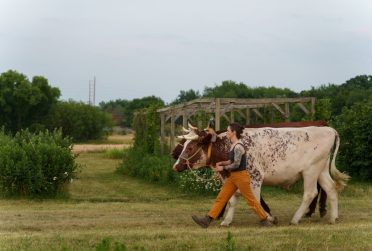 A woman leads a pair of oxen.