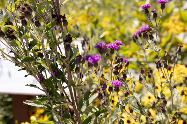 Purple and yellow flowers bloom from tall prairie plants