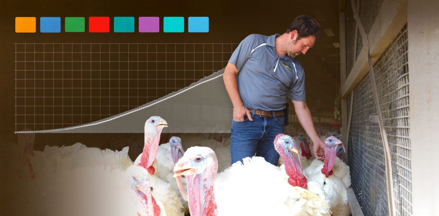 Jason Yordy working at his turkey farm