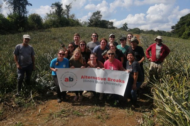 A group of volunteers are standing in a pineapple field and holding up a sign reading, "Illinois State University Alternative Winter Break."