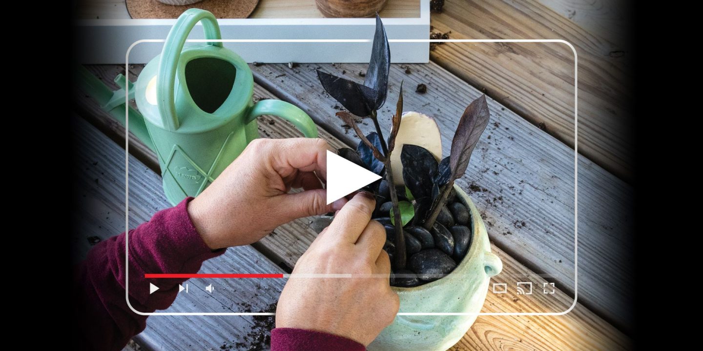 hands potting a plant
