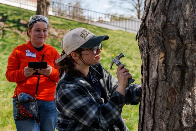A student hammers a tag onto a tree