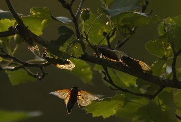 Cicadas on a tree branch