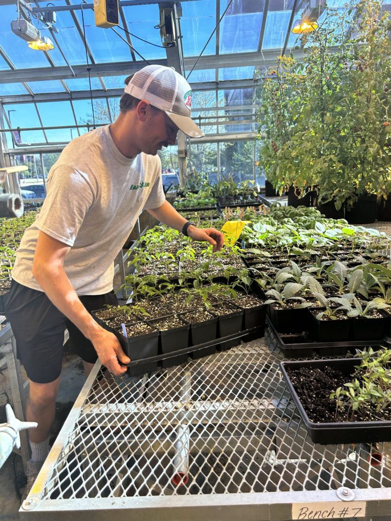 Student places a tray of seedling plants on a table in a greenhouse.