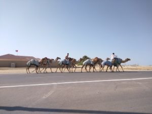 Camels on the side of the road.