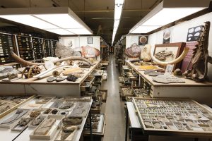 Paleontology collection