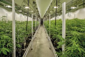 Indoor nursery for the cultivation of medical marijuana.