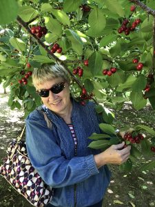 Nancy Lind, wearing sunglasses and picking cherries off of a cherry tree.