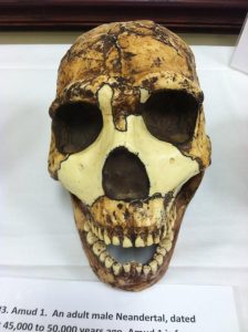 image of a skull 