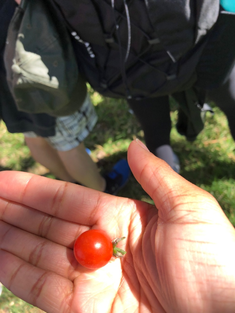 organic cherry tomato