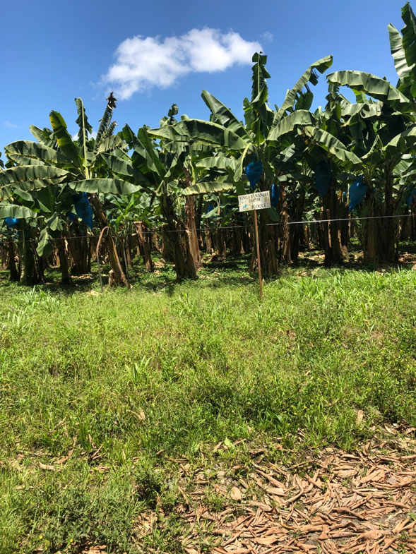 View of banana trees.