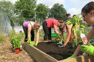 Fellows plant new seeds in a garden in Albany Park.