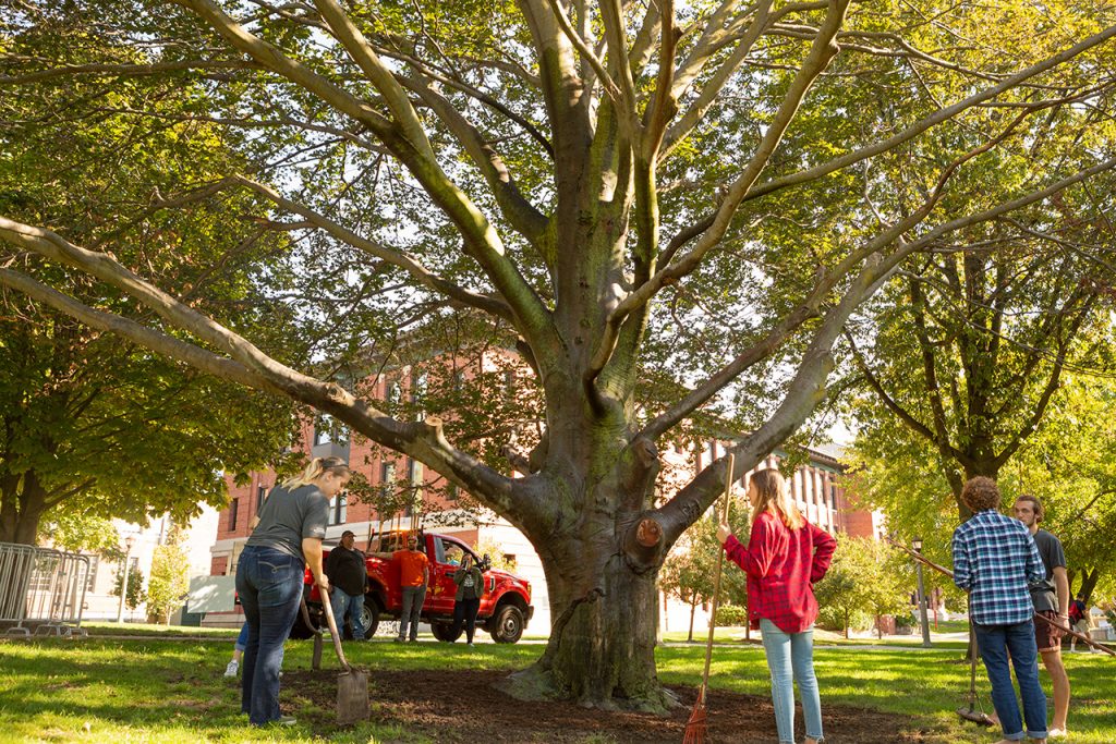 European Purple Beech Tree on ISU's campus.