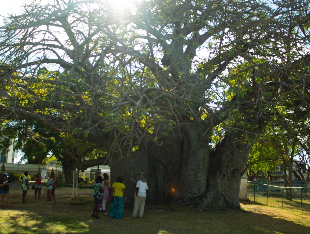 Large tree with people underneath