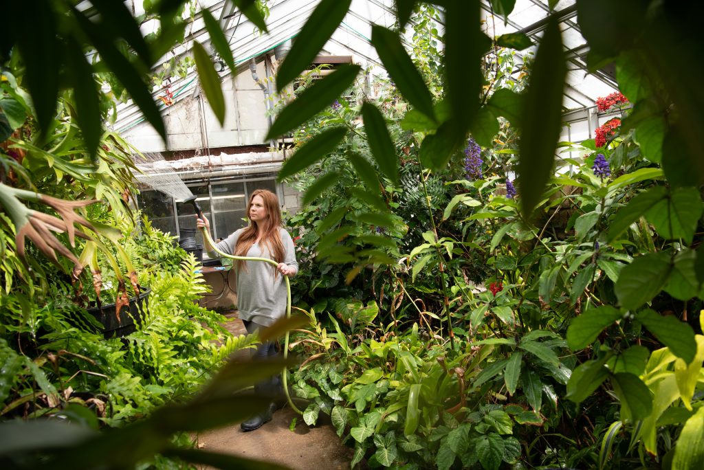 Woman waters plant in greenhouse 
